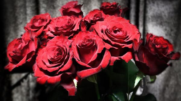 alerta de ziua indragostitilor trandafiri rosii otraviti cu insecticide interzise cancerigene pentru om