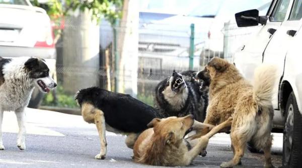 ansvsa consultare nationala pentru elaborarea unei strategii privind gestionarea cainilor fara stapan