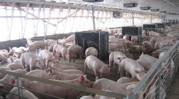 apcpr situatia producatorilor de carne de porc critica fermele romanesti la un pas sa se inchida