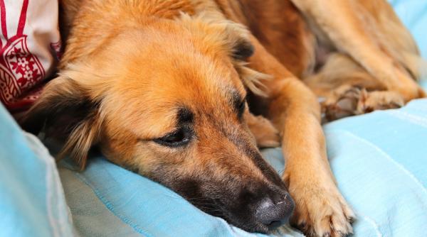 mai multe ong uri cer anchete penale si reforme legislative dupa descoperirea abuzurilor din adapostul de caini suraia