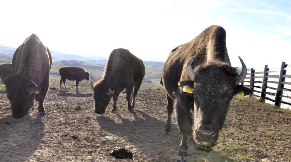 peste 200 de cadavre de animale gasite la o ferma din cluj autoritatile au declansat o ancheta
