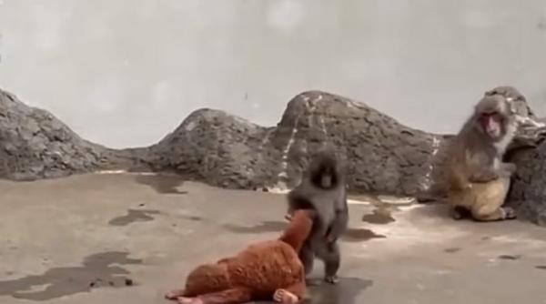 tragedia maimutei punch de ce isi abandoneaza mamele animalele puii video