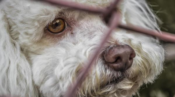 lupta impotriva cruzimii asupra animalelor subcomisar miu alin invitat la dc anima video