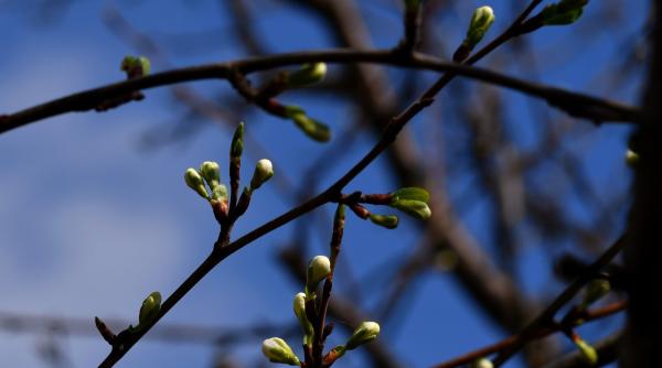 cum va fi vremea de ziua femeii elena mateescu anm prognoza meteo actualizata
