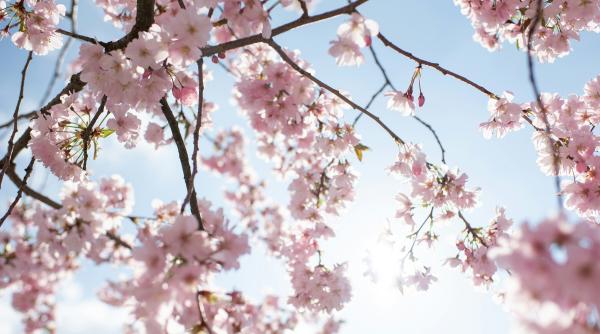 vremea pana la 1 aprilie 2026 anm estimari meteo pentru toata tara