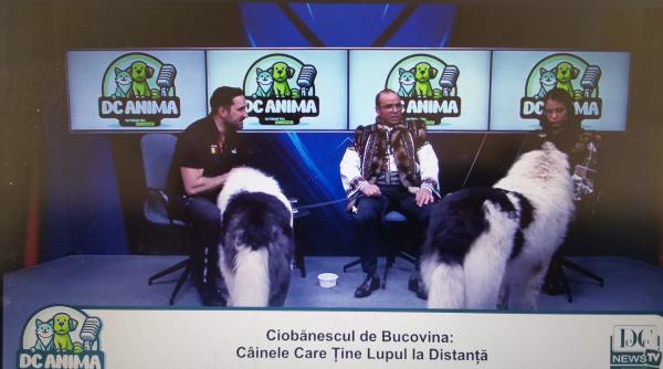 ciobanescul de bucovina cainele care tine lupul la distanta afla totul despre aceasta rasa la dc anima video