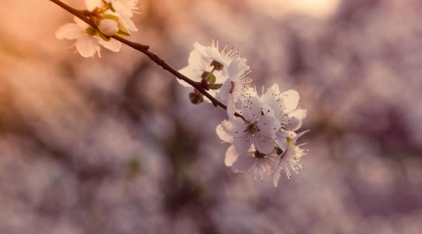 vremea pana pe 13 aprilie prognoza anm primavara isi intra pe deplin in drepturi