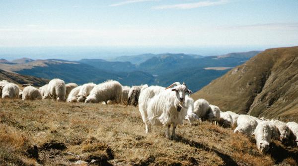 costurile vaccinarii contra antrax suportate de proprietarii animalelor cmv solicita interventia guvernului si parlamentului