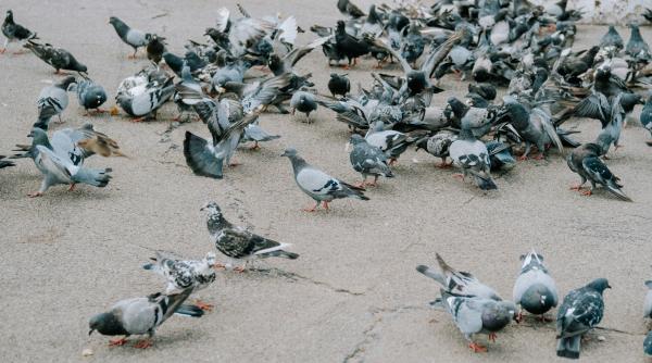 te ai intrebat vreodata de ce nu ai vazut niciodata un pui de porumbel