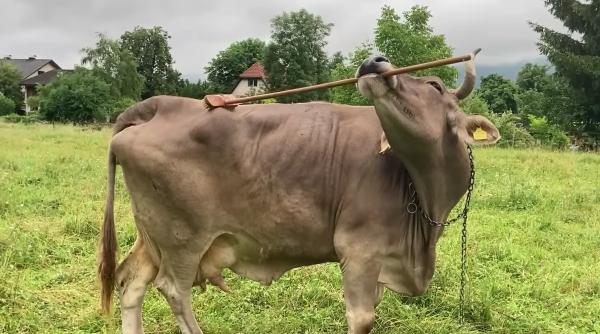 premiera stiintifica veronika este prima vacuta din lume care foloseste unelte pentru a si atinge un scop precis