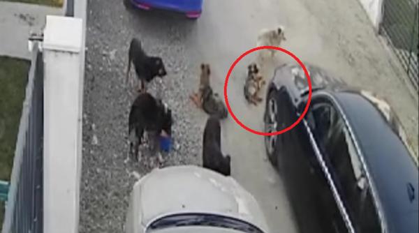 pui de caine calcat intentionat de un sofer tudor tim ionescu acuza un comportament criminal apel catre autoritati