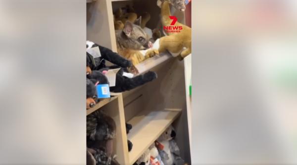 imagini virale un oposum si a gasit refugiu printre animalele de plus intr un magazin din aeroportul din cambridge