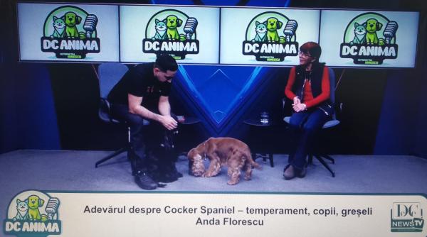 adevarul despre cocker spaniel anda florescu la dc anima video