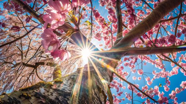 horoscop 20 martie 2026 soarele intra in berbec previziuni toate zodiile