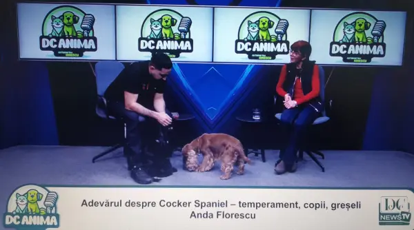 totul despre cocker spaniel anda florescu la dc anima video
