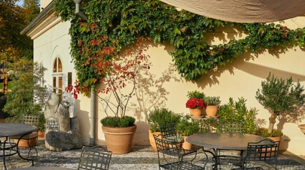 nu ai soare in gradina plantele care cresc perfect la umbra si nu dau gres