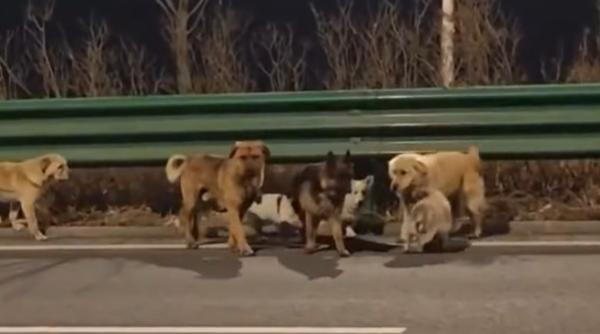 povestea nestiuta din spatele clipului viral cu 7 catei care au evadat si au uimit o lume intreaga video