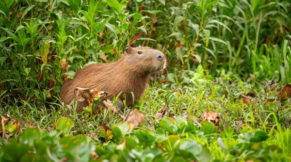 scene revoltatoare in brazilia opt persoane au batut un capibara ce au patit agresorii