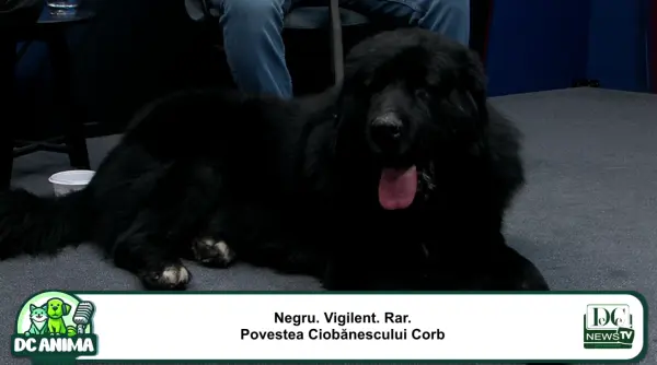 ciobanescul corb gigantul bland al carpatilor in prim plan la dc anima video