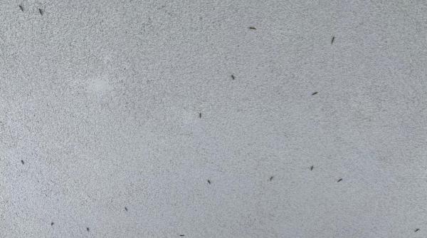 invazie de insecte in bucuresti blocuri acoperite in sectorul 6 foto