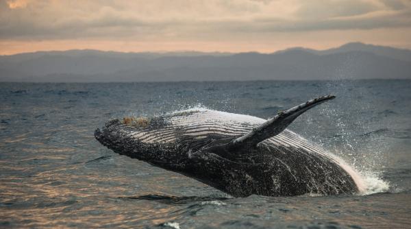 balena esuata pe coasta baltica a germaniei nu a reusit sa se elibereze