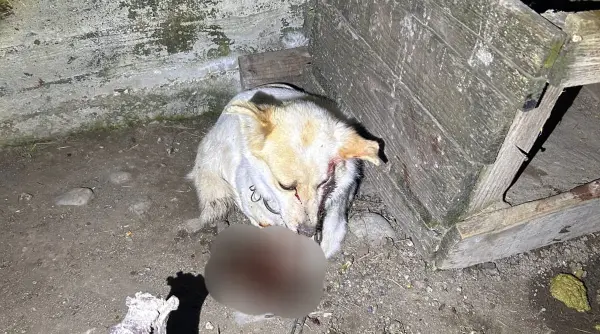 barbat din galati cercetat dupa ce a schingiuit un caine