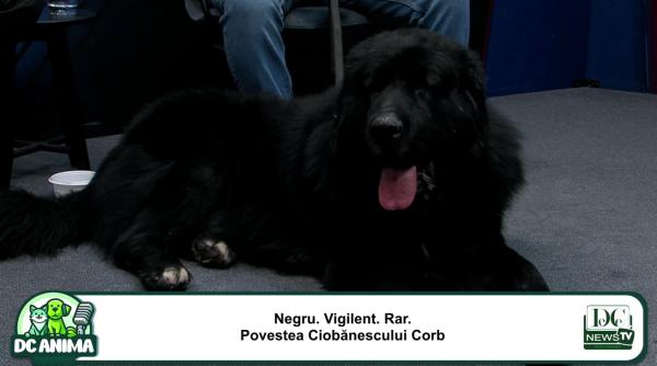 din carpati in toata lumea cum a ajuns ciobanescul corb o vedeta internationala