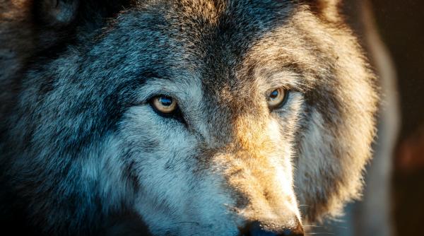 femeie muscata de un lup de fata langa un magazin ikea incerca sa l ghideze fiind dezorientat