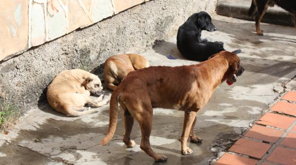 adoptia incepe cu empatia editie speciala dc anima dedicata zilei animalelor fara stapan video