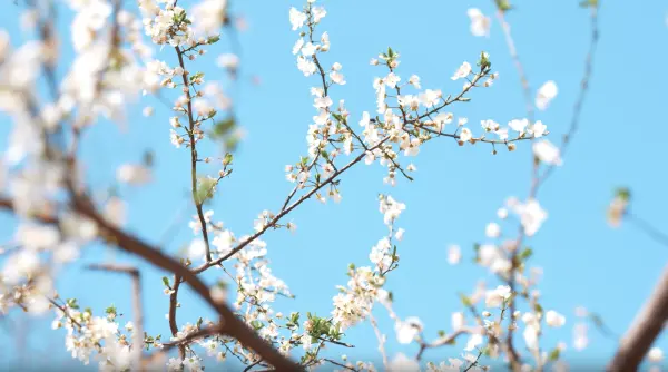 ziua de florii semnificatie religioasa obiceiuri si traditii