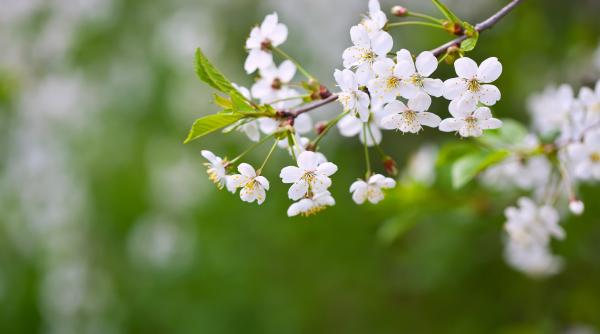 urari si felicitari de florii 2026 cele mai frumoase ganduri pentru cei dragi