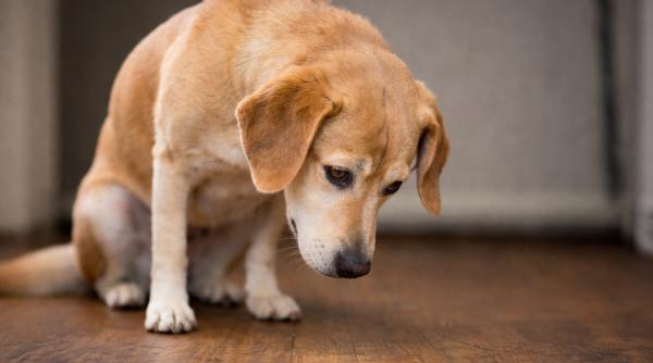 5 semne ca prietenul tau blanos isi cere scuze dupa ce a gresit