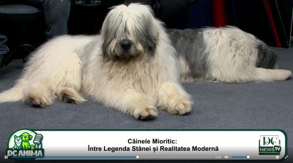 ciobanescul mioritic intre legenda stanei si realitatea moderna