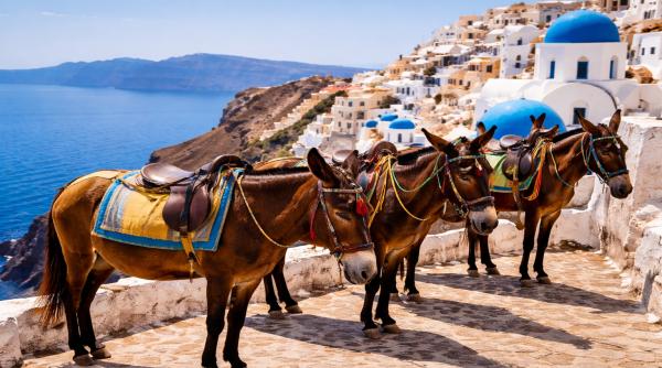 vrei sa calaresti magarusi in santorini iata ce conditii trebuie sa indeplinesti