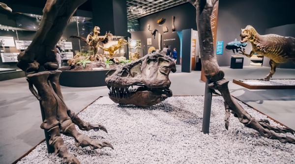 a fost descoperit cel mai mic ou de dinozaur din lume e record guinness