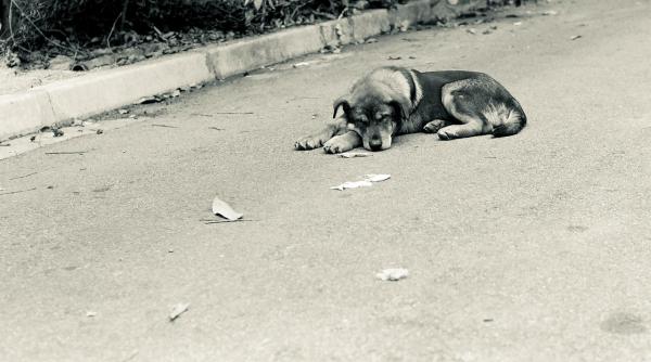 Soarta câinilor fără stăpân. Dr. Amit Chaurdhari, invitat la DC Anima - VIDEO