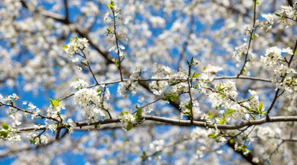 vremea de 1 mai anm estimari meteorologice actualizate