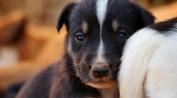 De ce un câine poate deveni cel mai bun aliat al sănătății tale după 50 de ani