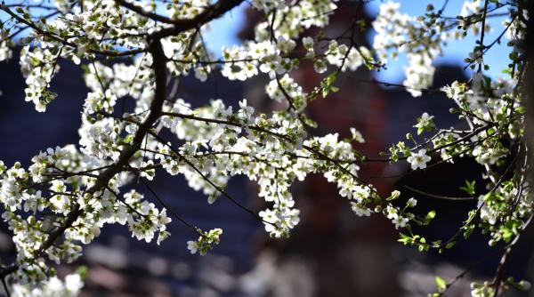 vreme calda astazi si maine alina serban anm anunta temperaturi de pana 24 de grade de saptamana viitoare insa vin ninsorile
