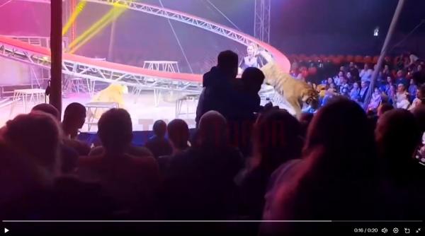 video momente de groaza la circ in rusia un tigru a sarit in public dupa ce plasa de siguranta a fost rupta