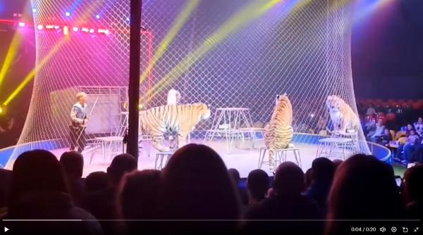 video momente de groaza la circ in rusia un tigru a sarit in public dupa ce plasa de siguranta a fost rupta