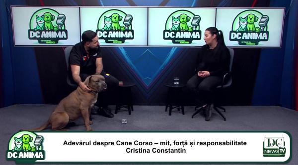 cane corso o rasa impunatoare dar echilibrata forta calm si loialitate in prim plan la dc anima