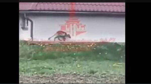 chupacabra s a intors in ucraina aproape de granita romaniei cum arata animalul bizar surprins in curtea unei case dintr un sat ucrainean video