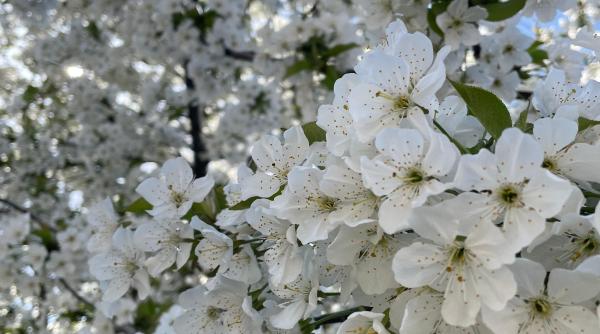 Vreme mai rece decât normalul perioadei, urmată de încălzire. Prognoza ANM pentru următoarele patru săptămâni