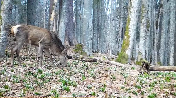 video imagini rare cu ciute si cerbi in parcul natural apuseni