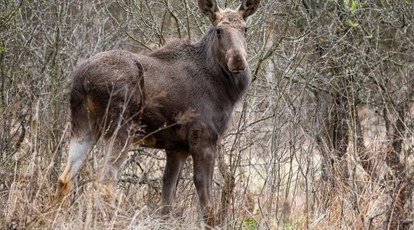 patru exemplare de elan aduse in pacul vanatori pentru aclimatizare