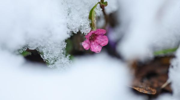 val de aer arctic peste romania temperaturi de pana la 5 grade celsius si risc de inghet pentru culturile agricole