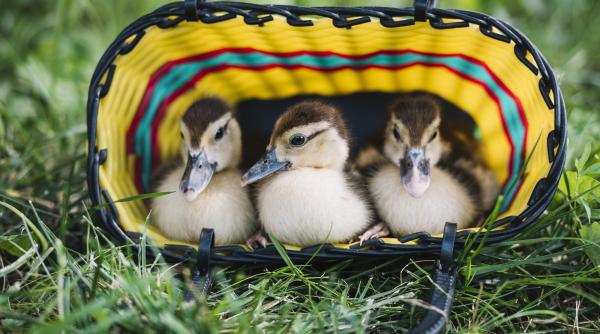 zece bobocei de rata salbatica au fost salvati din traficul bucurestean foto in articol