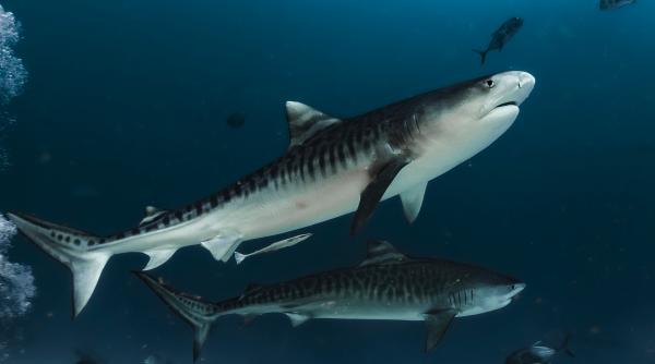 vacanta cu final tragic intr o destinatie adorata de romani un turist aflat in luna de miere atacat de un rechin tigru una dintre cele mai periculoase specii