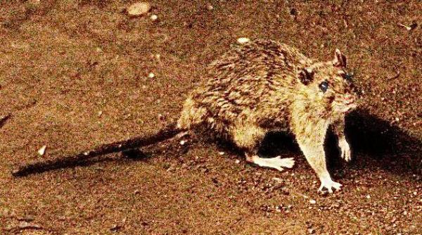 cate cazuri de hantavirus sunt in romania autoritatea nationala pentru cercetare precizari de ultima ora